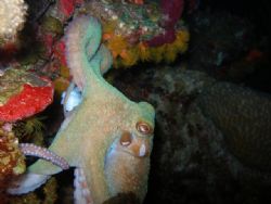 Free swimming reef Octopus, Olympus sp 350. by Osvaldo Deleon 